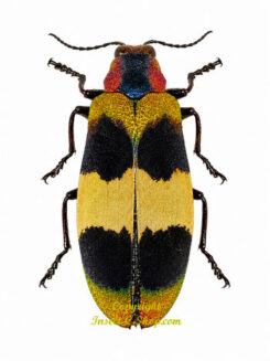 Chrysochroa corbetti