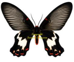 Epicopeiidae