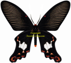 Epicopeia polydora