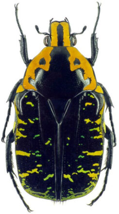 Euchroea urania