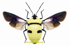 Eucorysses grandis - 5pcs ( spread )