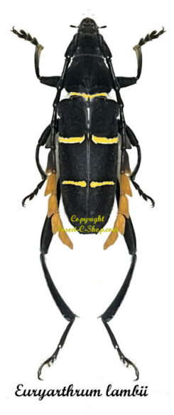Euryarthrum lambii
