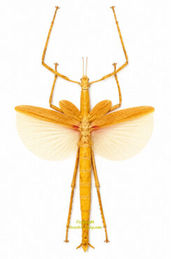Eurycnema versirubra – forme orange ( étalé )