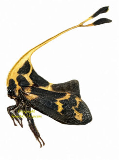 Membracinae