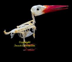 Halcyon cyanoventris ( skeleton )