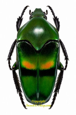 Ischiopsopha bifasciata ( red form )