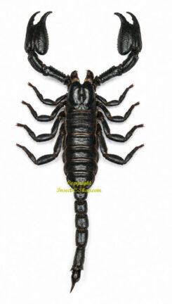 Scorpions