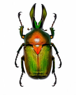 Narycius opalus