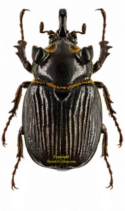 Pantodinus klugi