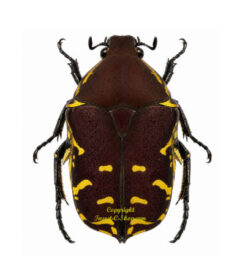 Protaetia celebica