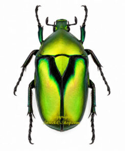 Rhomborrhina resplendens