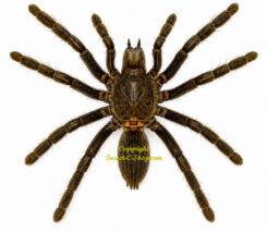 Spiders