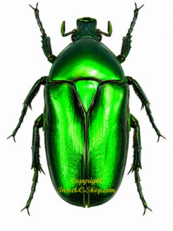 Torynorrhina flammea chicheryi