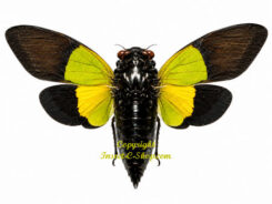 Trengganua sybylla ( spread )