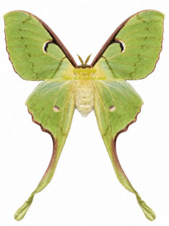 Actias maenas diana