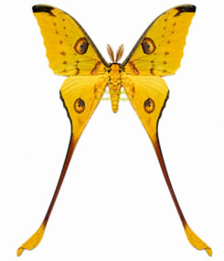 Argema mimosae , 5pcs - ( frais avec abdomen )