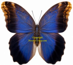 Caligo brasiliensis