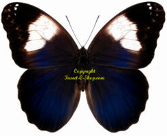 Caligo martia