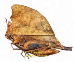 Chorotypus sp.