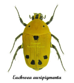 Euchroea auripigmenta