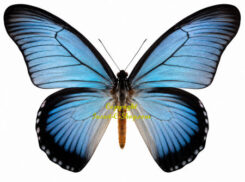 Papilio