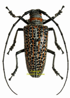 Rosenbergia straussi