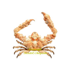 Daldorfia horrida