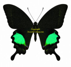 Papilio paris gedeensis