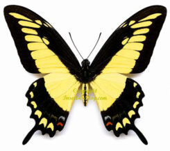 Papilio lycophron