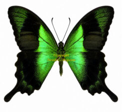 Papilio ( Achillides ) peranthus transiens ( 5-pcs )