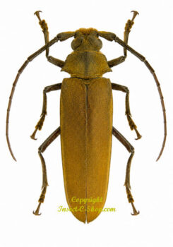 Callipogon cinnamoneus