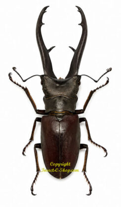 Cyclommatus imperator imperator