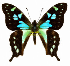 Graphium stresemanni