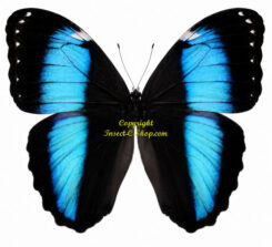 Morpho achilles