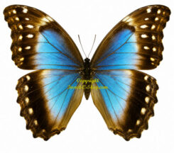 Morpho didius