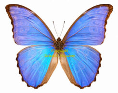 Morpho godarti