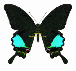 Papilio ( Achillides ) karna karna ( 5-pcs )
